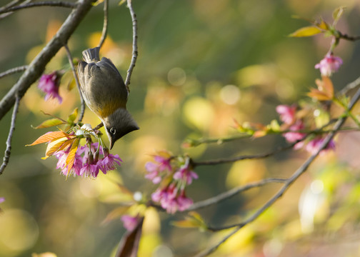 黃頸鳳鹛 櫻花