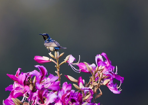 紫色花蜜鳥 紫荊花