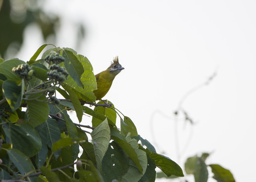 黃腹冠鵯 林鳥