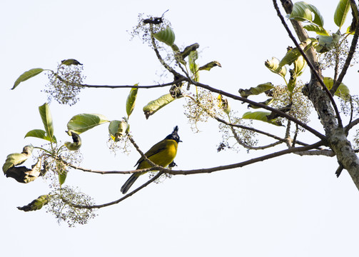 黑冠黃鵯 林鳥