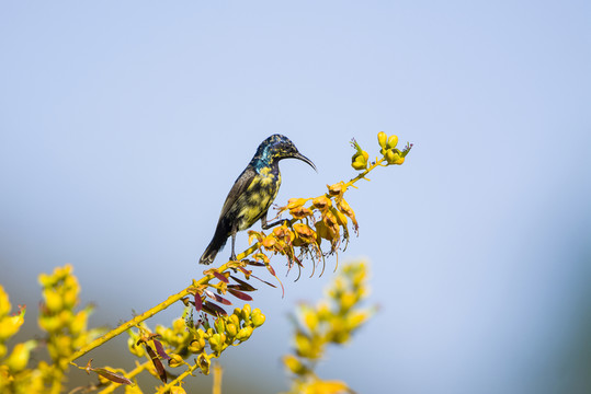 紫色花蜜鳥 太陽鳥