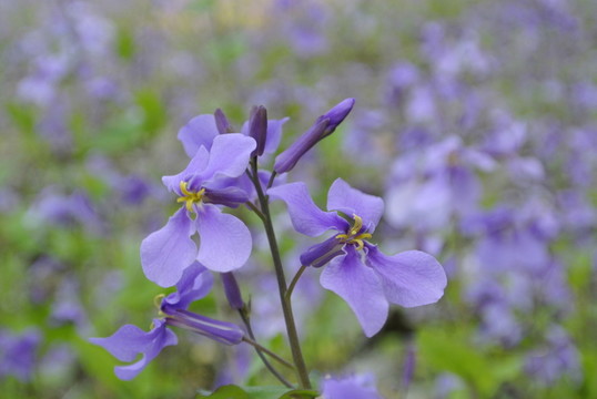 春花