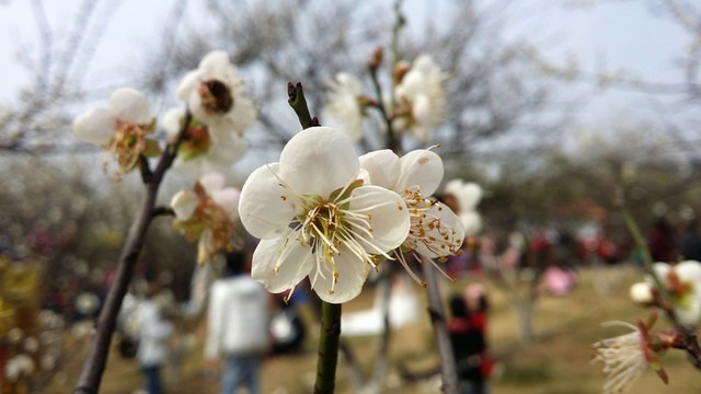 桃花