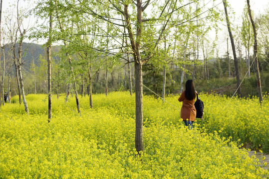 油菜花