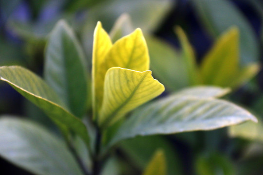 茶樹
