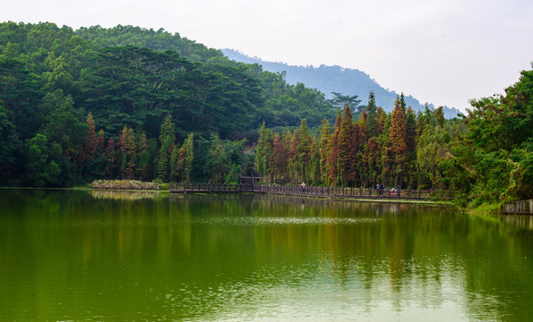 湖泊水杉樹(shù)林