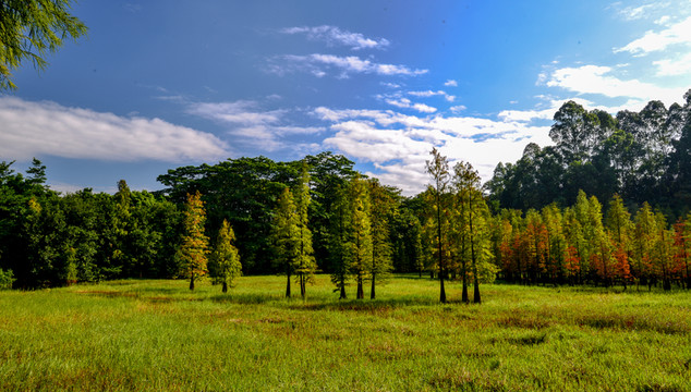陽光草地樹林