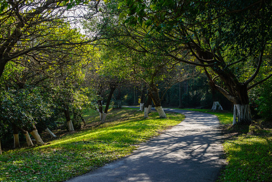 陽光森林小路