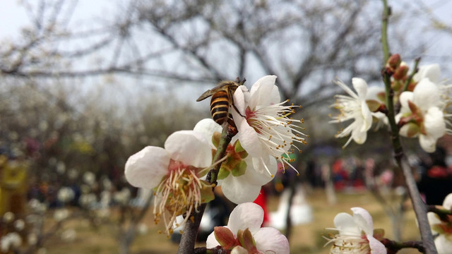 桃花