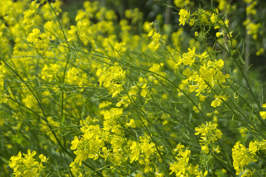 油菜花