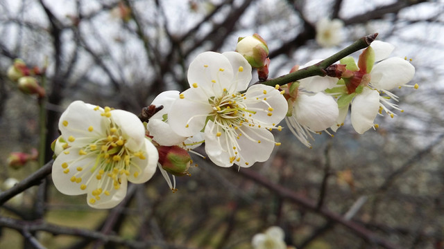 桃花