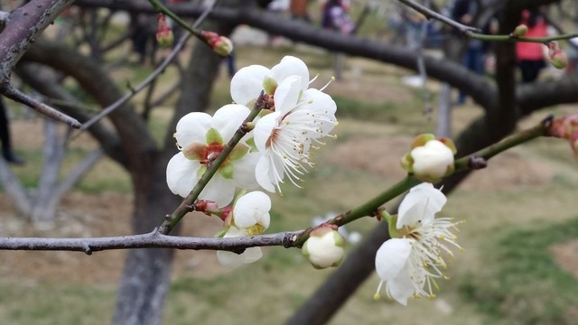 桃花