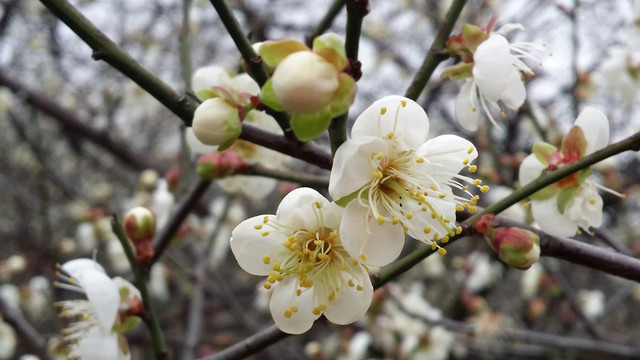 桃花