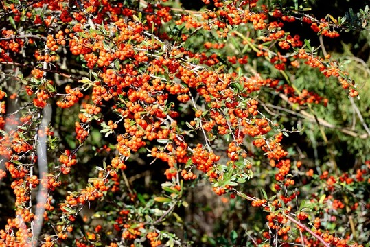 一串紅色小果