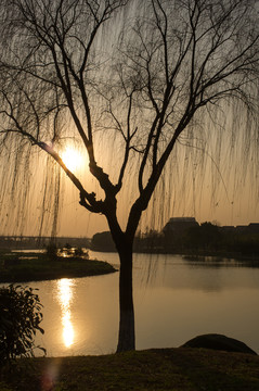 夕陽下的柳樹