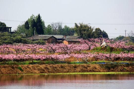 桃花園