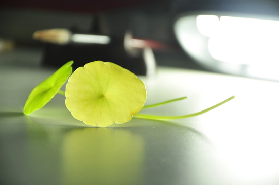 銅錢草
