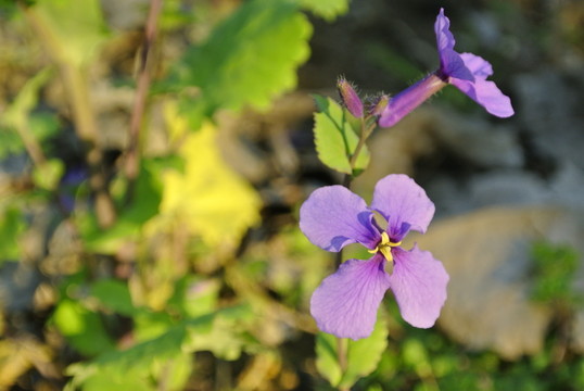 迎春花