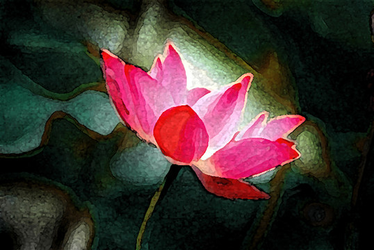 荷花