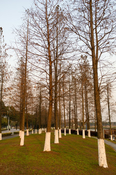 公園樹林
