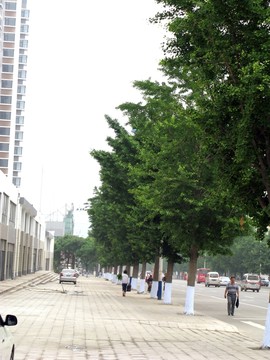 銀杏樹