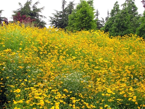 黃花 野花