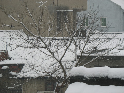 農(nóng)村雪景