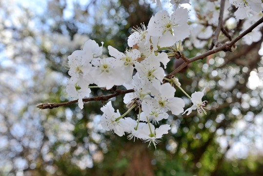 梨花