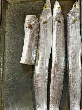 帶魚