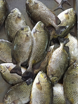 臭肚魚
