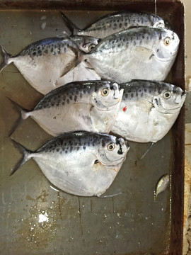 海魚