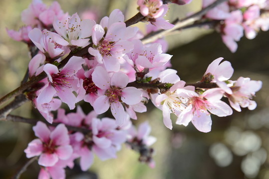 桃花