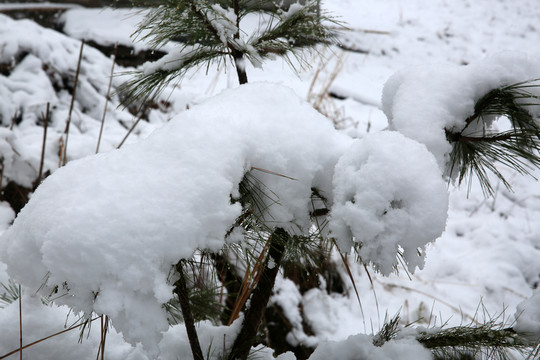 雪景 白雪 樹(shù)枝 暴雪 風(fēng)雪