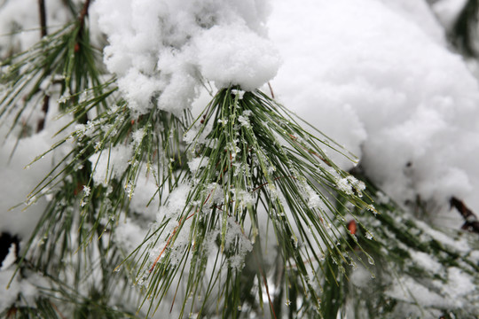 雪景