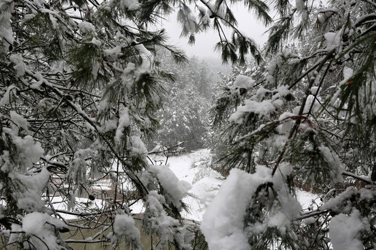 雪景
