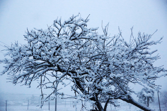 雪景