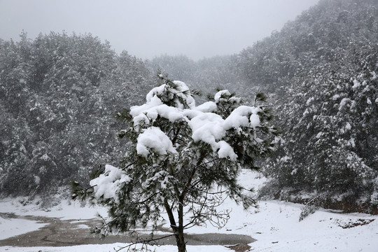 雪景