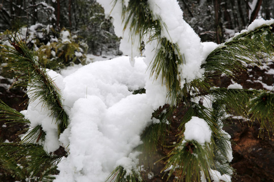 白雪