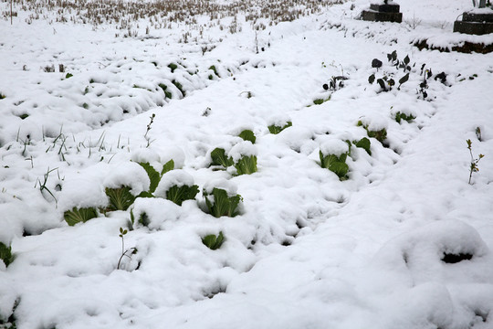 雪