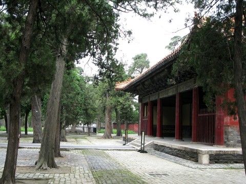 松柏 松樹