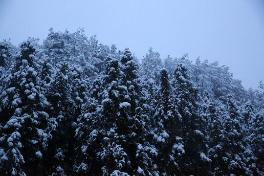 雪景
