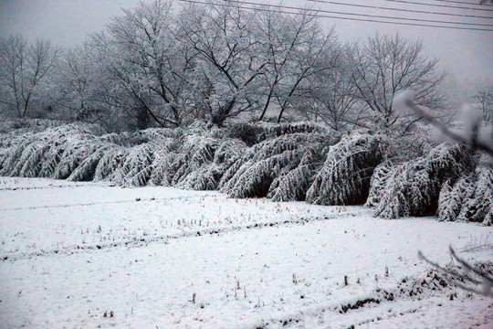 雪景