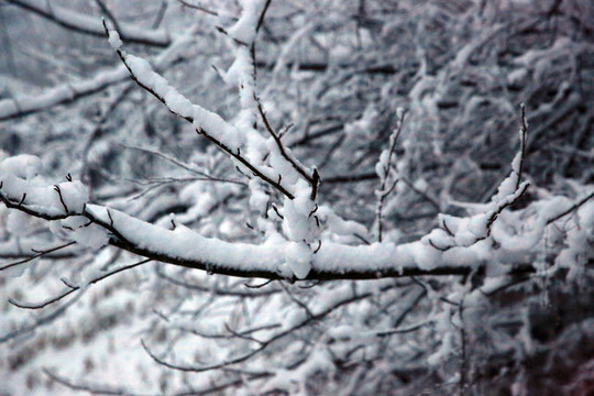 雪景