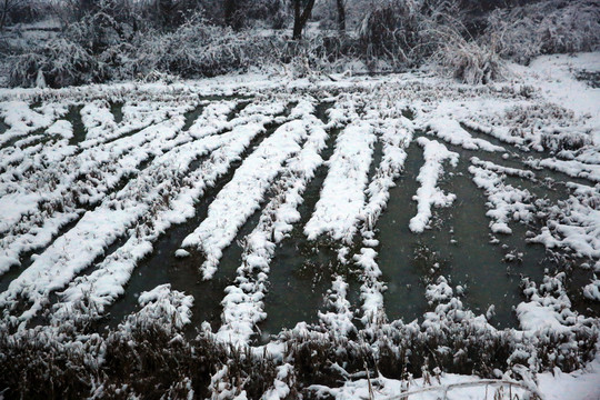 雪景
