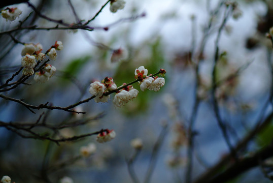 白梅花