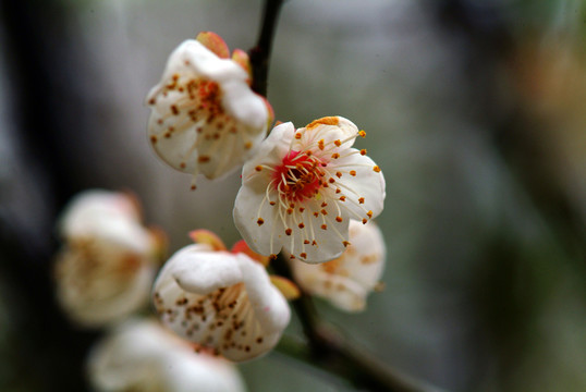 梅花