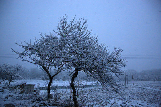 雪景