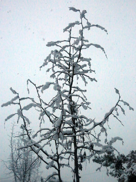冰雪樹(shù)枝