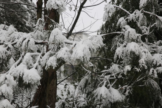 雪景
