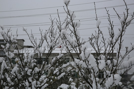雪景